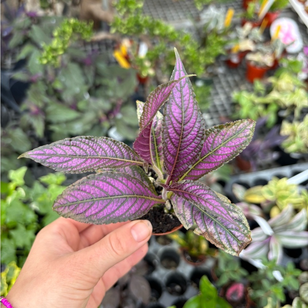 Purple Terrarium Plant